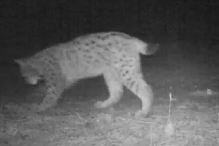 Kırıkkale'de yaban hayatı fotokapanla görüntülendi. Vaşak,kurt, domuz kameralara yakalandı - Resim : 1