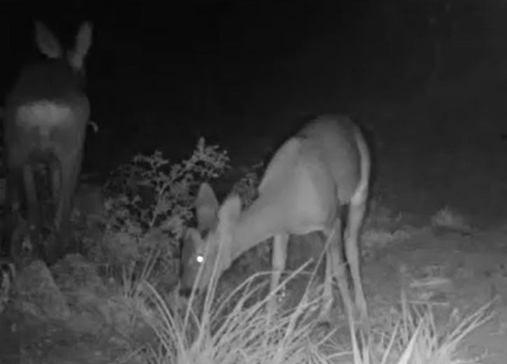 Kırıkkale'de yaban hayatı fotokapanla görüntülendi. Vaşak,kurt, domuz kameralara yakalandı - Resim : 2