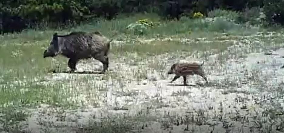 Kırıkkale'de yaban hayatı fotokapanla görüntülendi. Vaşak,kurt, domuz kameralara yakalandı - Resim : 3