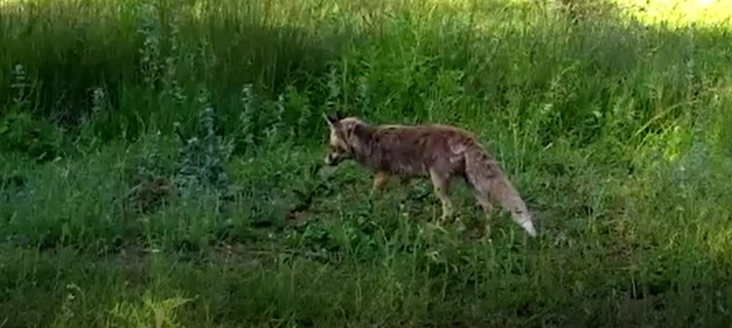 Kırıkkale'de yaban hayatı fotokapanla görüntülendi. Vaşak,kurt, domuz kameralara yakalandı - Resim : 5