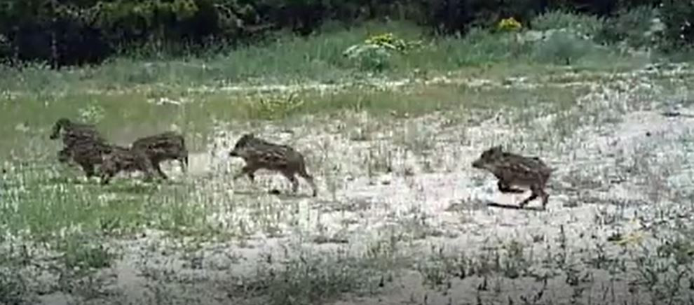 Kırıkkale'de yaban hayatı fotokapanla görüntülendi. Vaşak,kurt, domuz kameralara yakalandı - Resim : 6