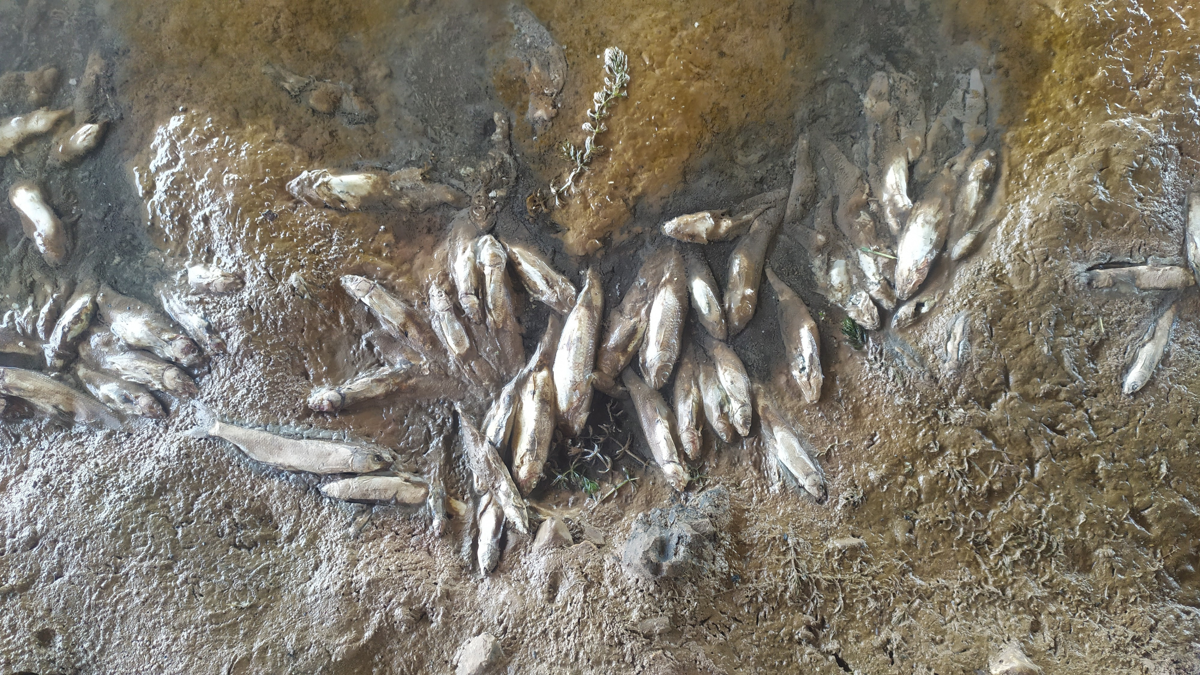 Sivas'ta korkutan 'toplu balık ölümleri' - Resim : 6