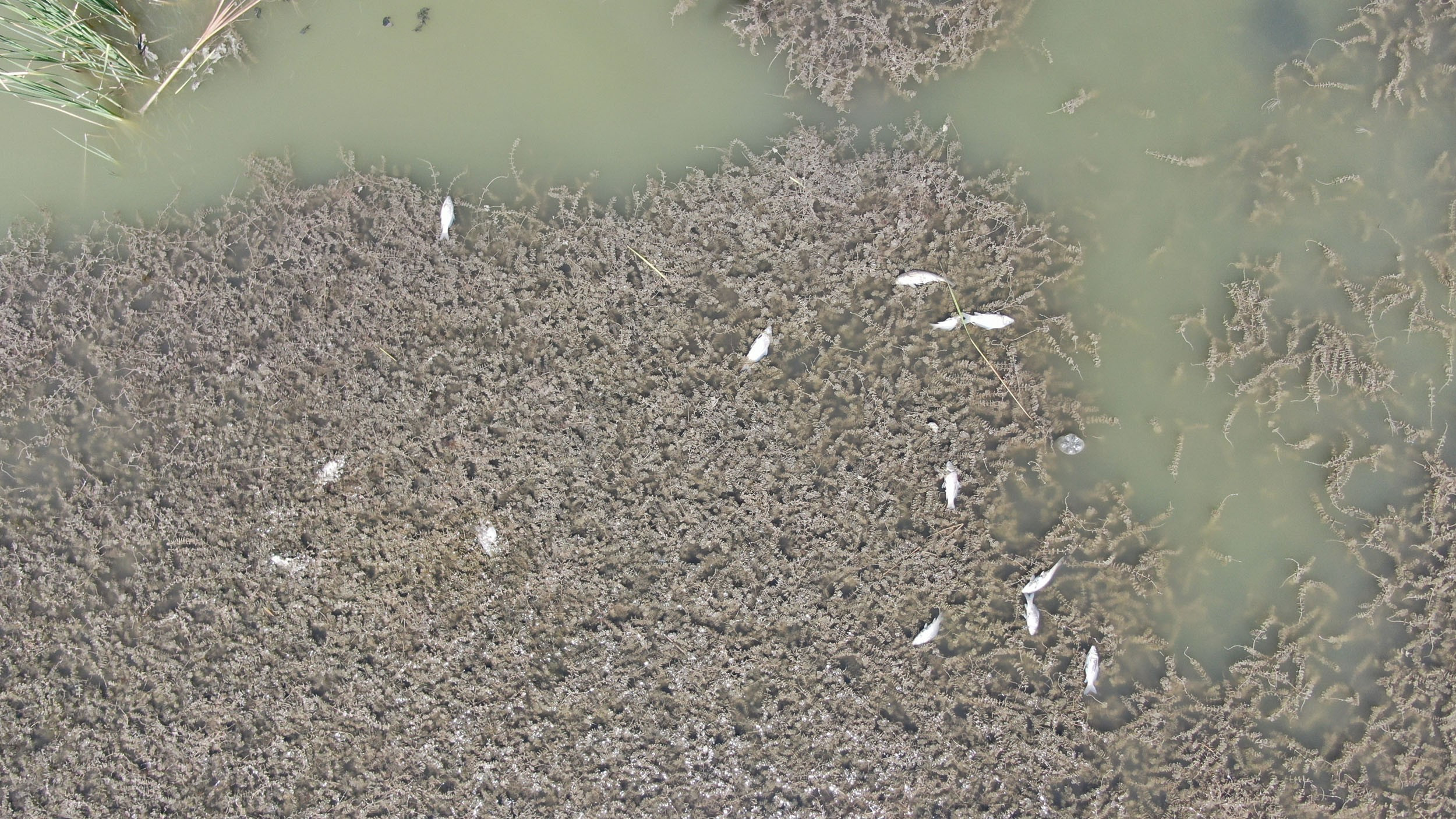 Sivas'ta korkutan 'toplu balık ölümleri' - Resim : 2