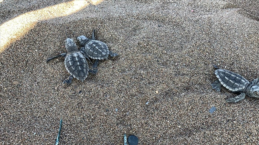 Caretta caretta yavruları mavi sularla buluşmaya başladı (20 Temmuz 2022) - Resim : 3
