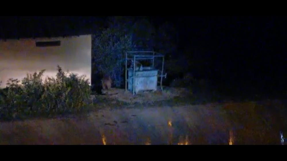 Aç kalan ayılar mezbahane önünde ziyafet çekti - Resim : 1