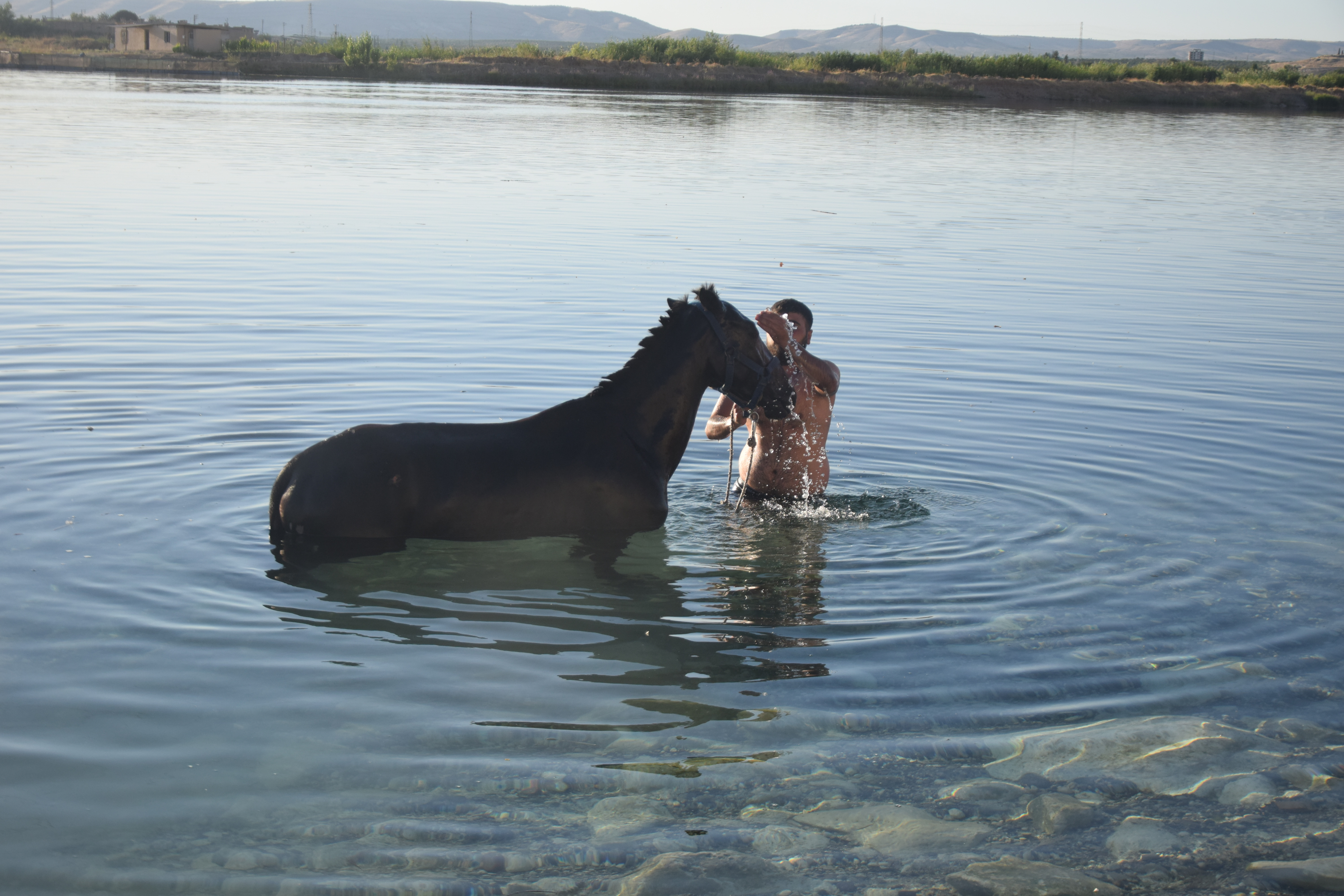 Onların da hakkı serinlemek. Sıcaktan bunalan atlar gölete sokuldu - Resim : 2