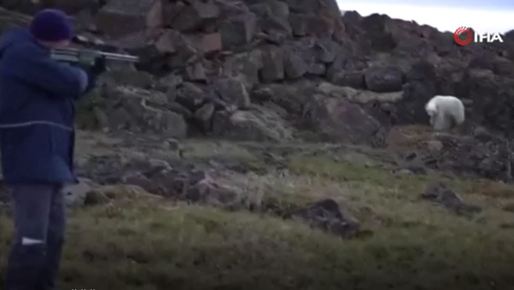 Kutup ayısını bu hale bir insan getirdi. Doğaya atılan teneke bir kutuyu yemeye çalıştı - Resim : 3