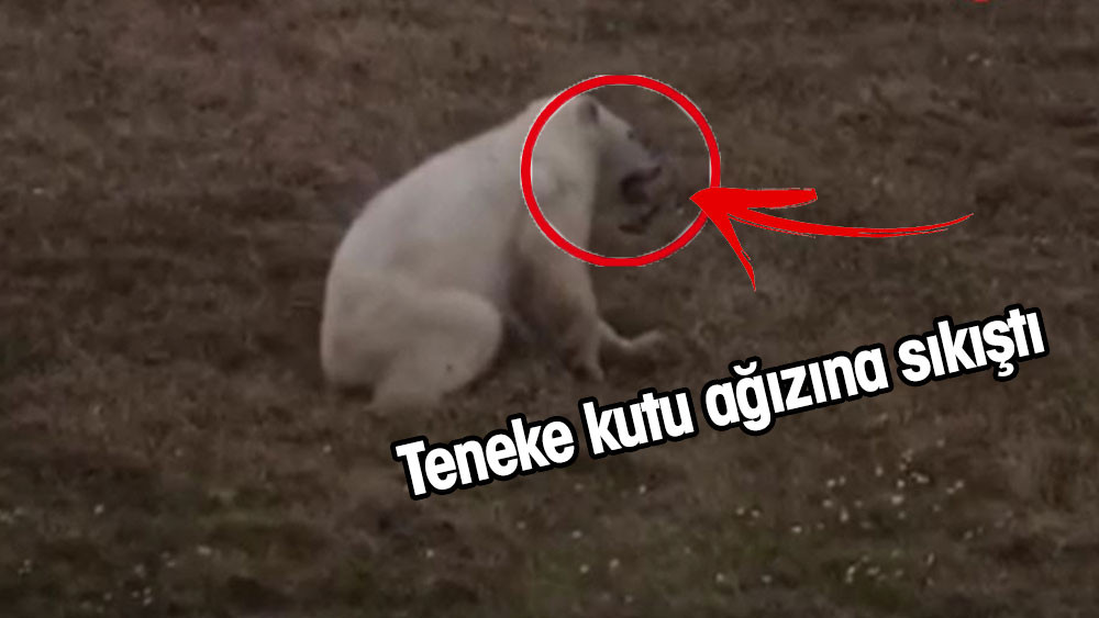Kutup ayısını bu hale bir insan getirdi. Doğaya atılan teneke bir kutuyu yemeye çalıştı - Resim : 1
