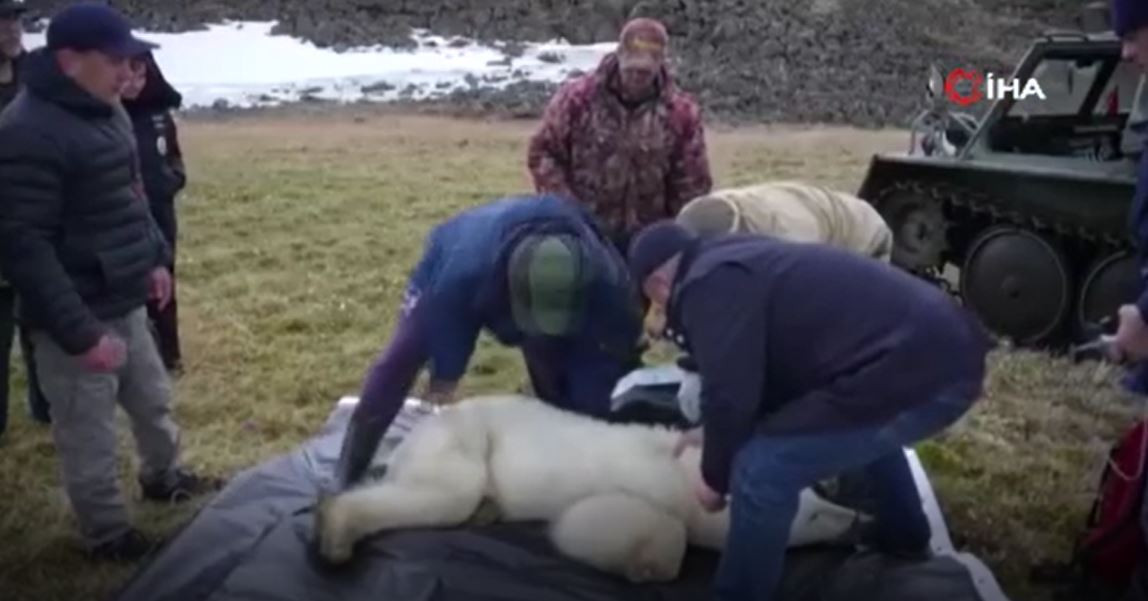 Kutup ayısını bu hale bir insan getirdi. Doğaya atılan teneke bir kutuyu yemeye çalıştı - Resim : 4