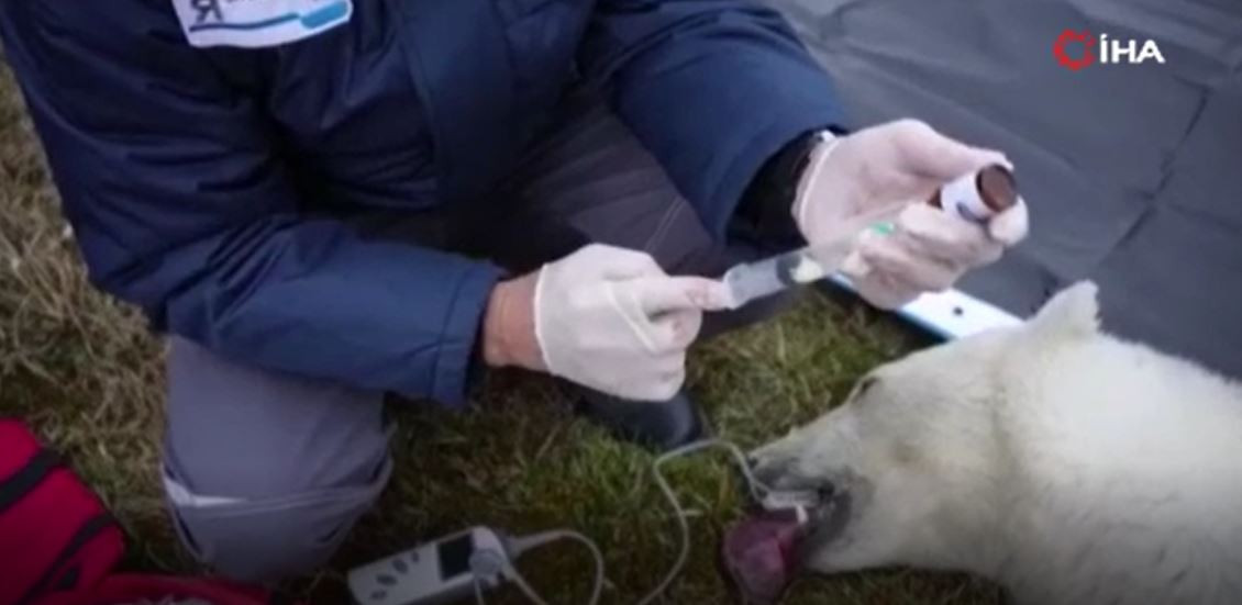 Kutup ayısını bu hale bir insan getirdi. Doğaya atılan teneke bir kutuyu yemeye çalıştı - Resim : 5