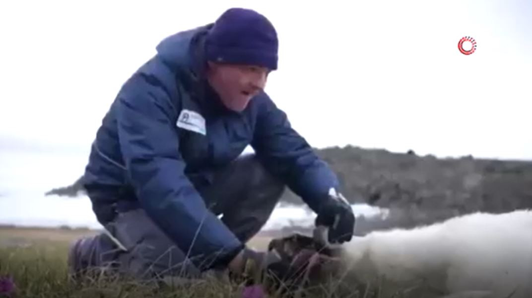 Kutup ayısını bu hale bir insan getirdi. Doğaya atılan teneke bir kutuyu yemeye çalıştı - Resim : 6