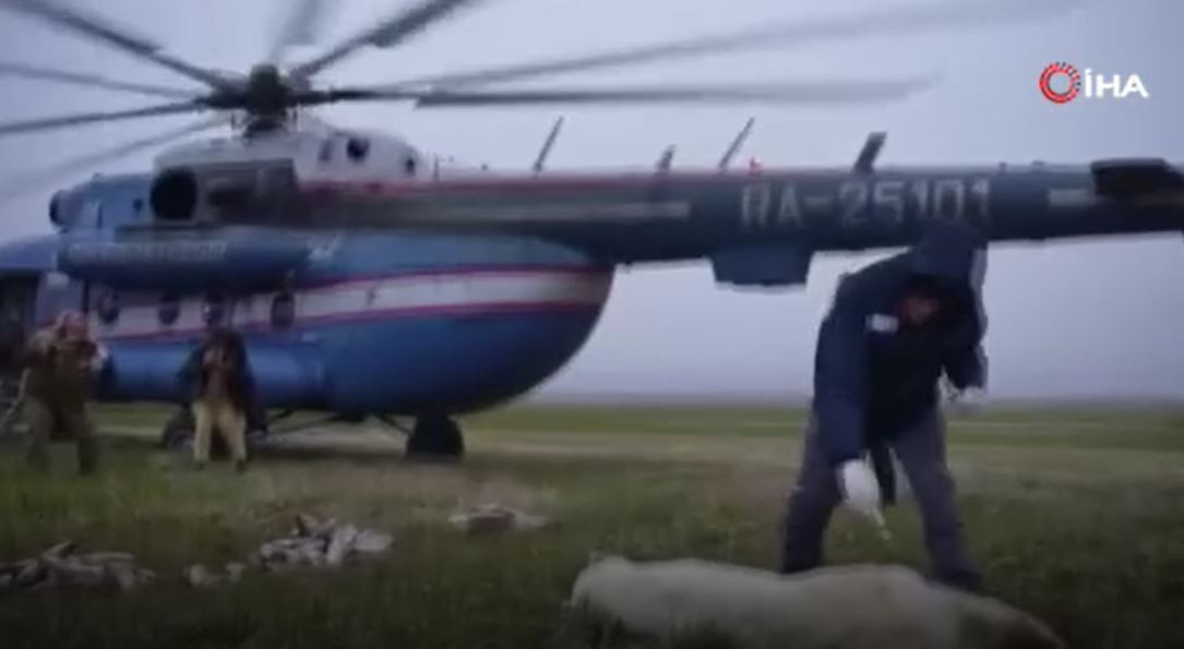 Kutup ayısını bu hale bir insan getirdi. Doğaya atılan teneke bir kutuyu yemeye çalıştı - Resim : 7