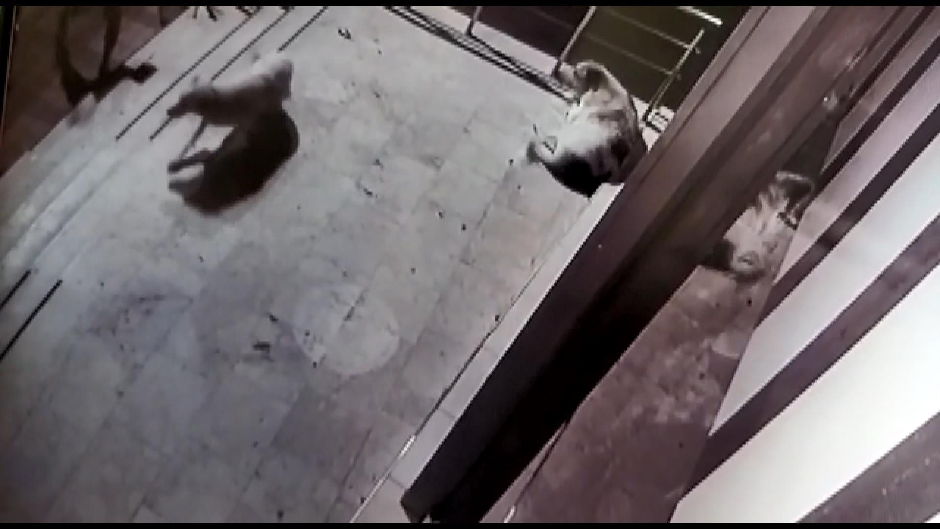 Sokakta yatan köpeklere içki şişesi fırlattı - Resim : 1