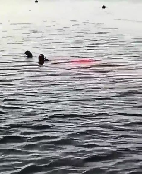 Mısır'da plajda köpek balığı saldırısı 2 ölü. Plaj iskelesindeki herkes