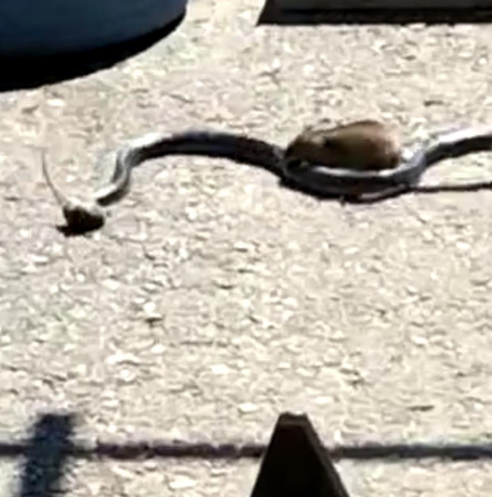 Fare ile yılanın müthiş kapışması - Resim : 2