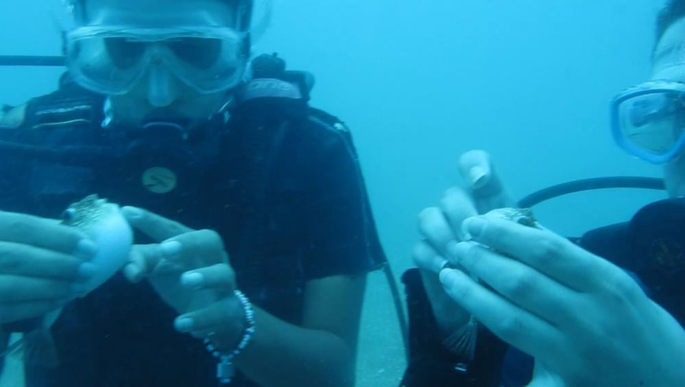 Balon balıklarının ‘şirinler’ sürüsü kıyıyı işgal etti - Resim : 1