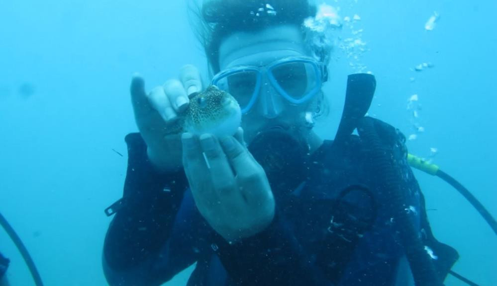 Balon balıklarının ‘şirinler’ sürüsü kıyıyı işgal etti - Resim : 3