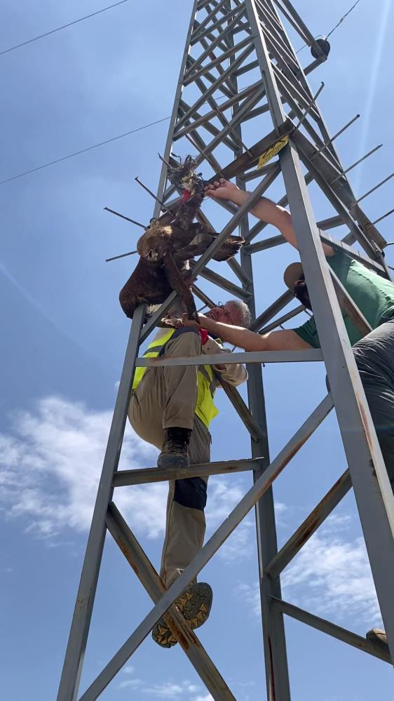 Kızıl şahin direğe takıldı - Resim : 2