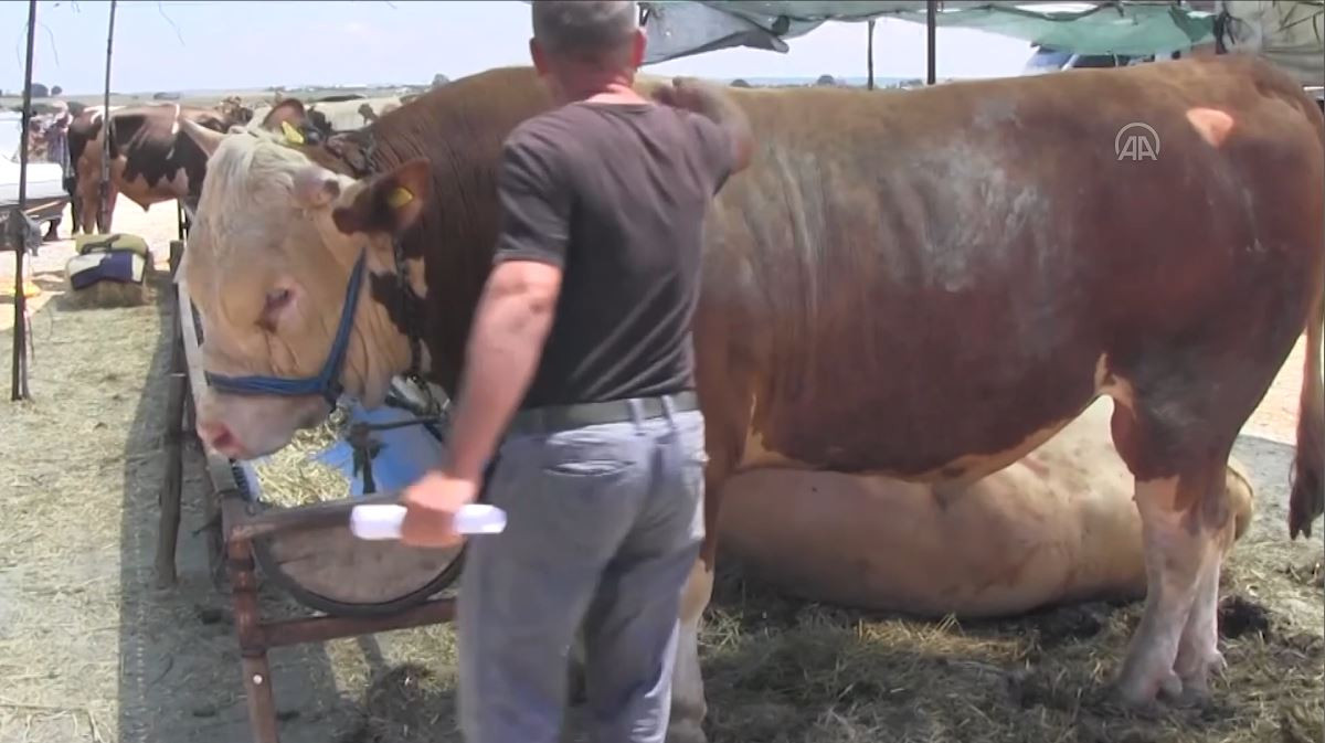 1 tonluk boğaya 75 bin lira fiyat - Resim : 1