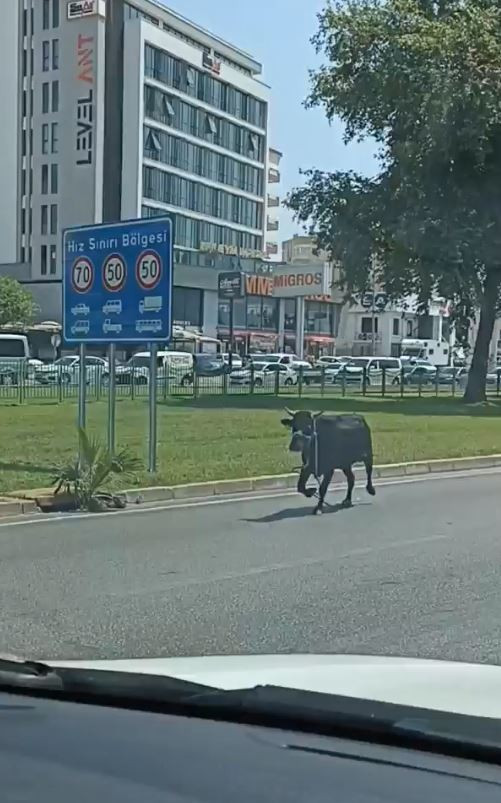 Antalya'da boğa firar etti - Resim : 1