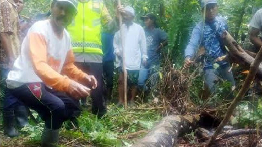 Endonezya'da kaybolan kadın, 6 metrelik pitonun midesinde çıktı