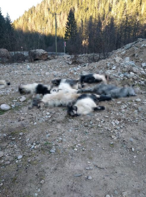 Kurtlar 18 keçiyi telef etti - Resim : 1