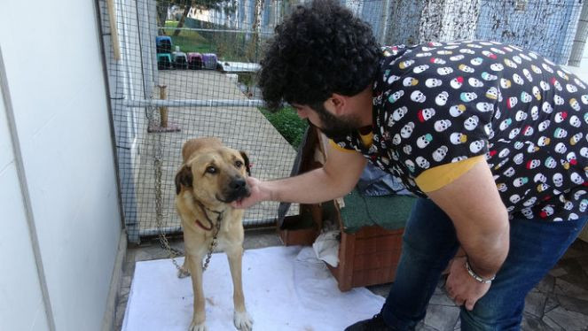 Köpeğin üzerine kaynar su dökerek yaktılar. Bunu yapan insan olamaz - Resim : 2