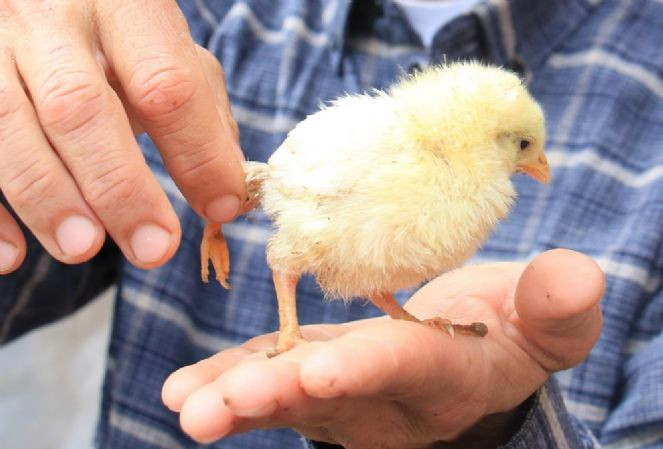 10 TL'lik civcive 100 TL verdiler. Bakan bir daha bakıyor - Resim : 1