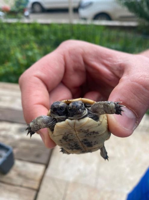 İmam çift başlı kaplumbağa buldu - Resim : 1