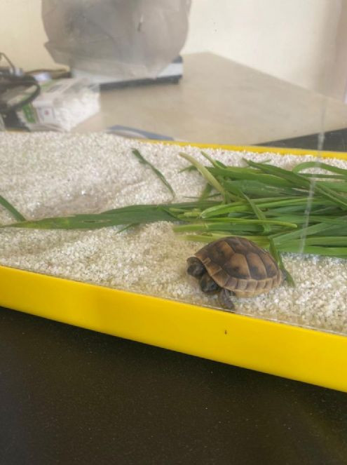 İmam çift başlı kaplumbağa buldu - Resim : 2