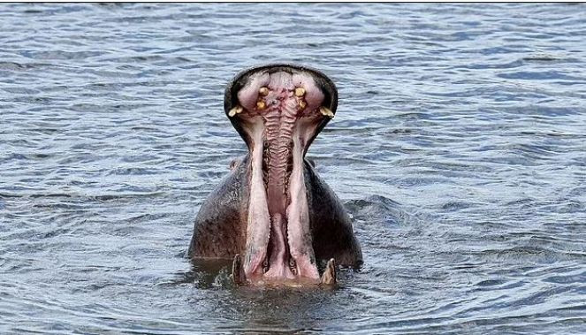 Su aygırı yuttuğu çocuğu taş atılınca kustu - Resim : 1