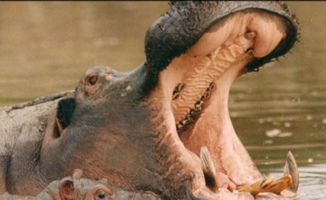 Su aygırı yuttuğu çocuğu taş atılınca kustu - Resim : 3