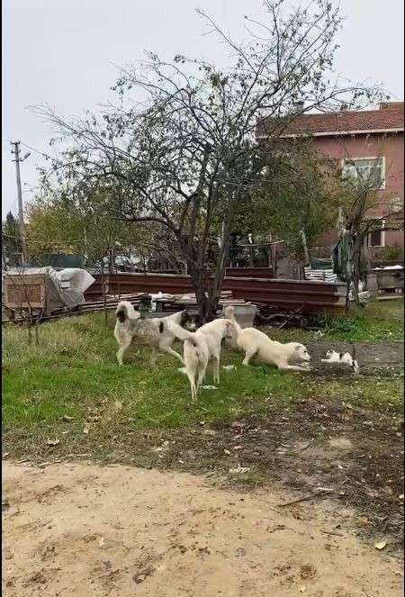 Sokak köpeklerinin hedefi bu kez kedi oldu - Resim : 2