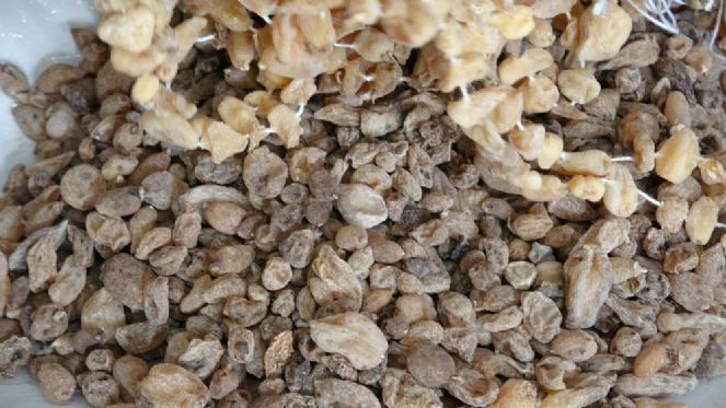 Dağdan topluyorlar kilosunu 3 bin TL'ye satıyorlar - Resim : 4