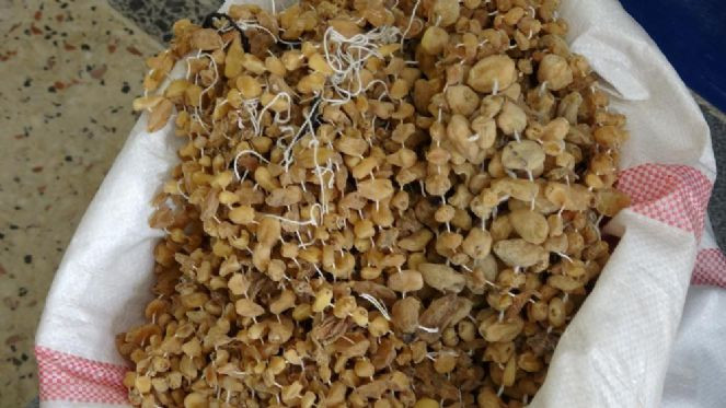 Dağdan topluyorlar kilosunu 3 bin TL'ye satıyorlar - Resim : 5