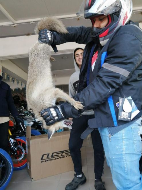 Kurnaz tilki mağazayı savaş alanına çevirdi - Resim : 10