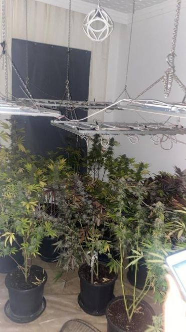 Evini kenevir bahçesine çevirmiş - Resim : 1