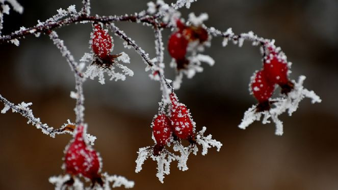Doğu Anadolu'da soğuk hava ve kar etkili oluyor - Resim : 3