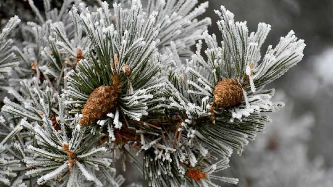 Doğu Anadolu'da soğuk hava ve kar etkili oluyor - Resim : 4
