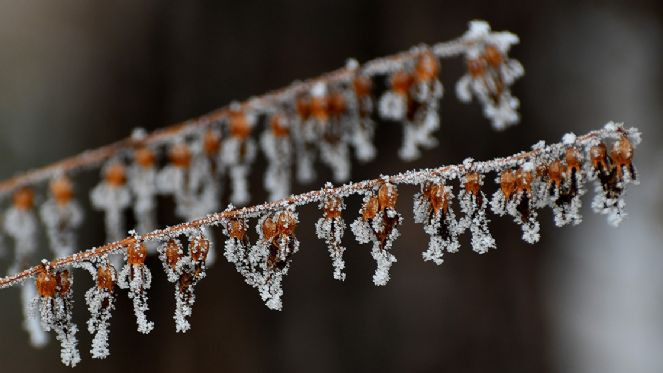 Doğu Anadolu'da soğuk hava ve kar etkili oluyor - Resim : 5
