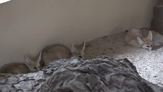 Hayvanat bahçesinde bebek tilki sevinci - Resim : 5