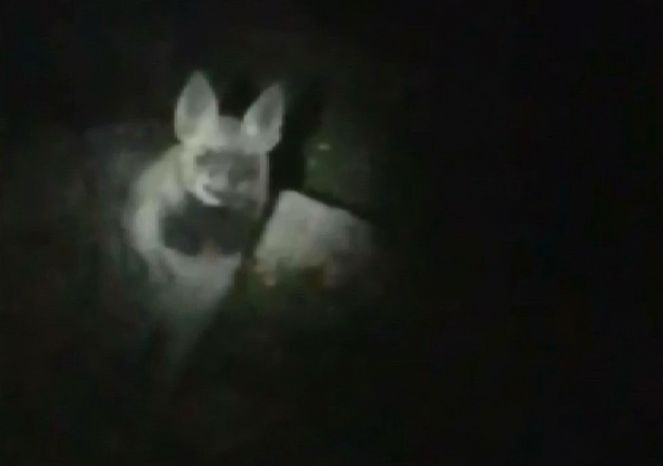 Karanlıkta karşısına çıktı. Kaçmak yerine fırça attı ‘Sizden korkuyorum la keratalar’ - Resim : 1