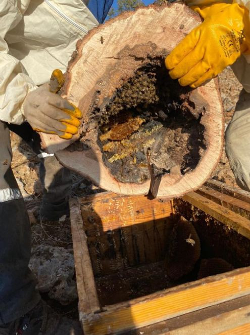 Tarladaki ağacın içinde buldu. Kilosu 1500 TL - Resim : 1