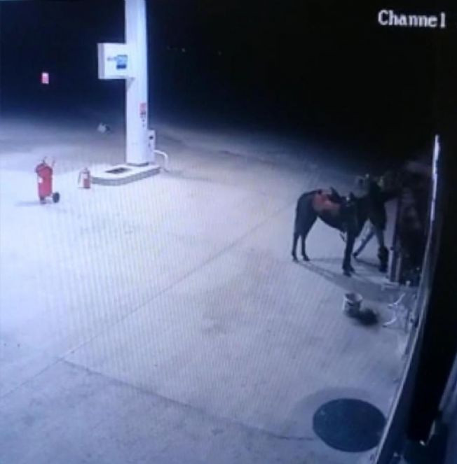 Atla akaryakıt istasyonuna geldi hırsızlık yaptı - Resim : 1