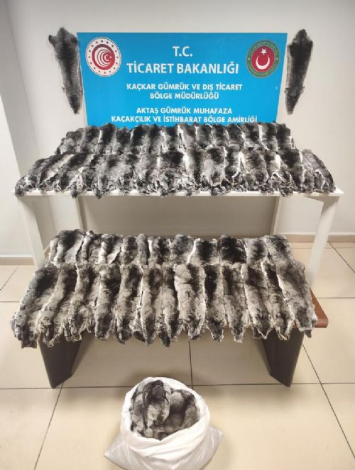 Gürcistan sınırında 500 çinçilla postu ele geçirildi - Resim : 2