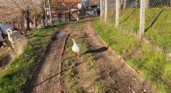 Kaz saldırıya geçti adam kaçacak delik aradı - Resim : 2