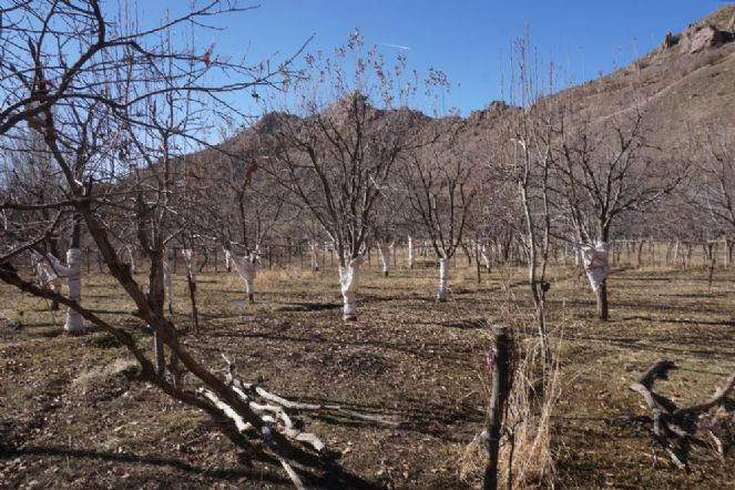 Köyü basan tavşanlara torbalı önlem - Resim : 3