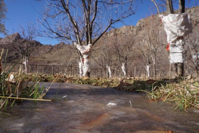 Köyü basan tavşanlara torbalı önlem - Resim : 4