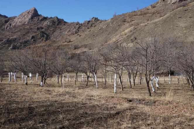 Köyü basan tavşanlara torbalı önlem - Resim : 5
