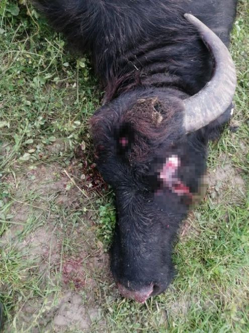 Otlayan gebe manda maganda başından vurarak öldürdü - Resim : 1